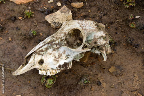Skull of a sheep - Saunders Island - Falkland Islands