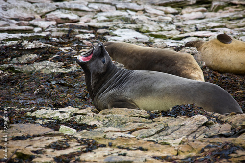 Elephant Seals - Carcass Island - Falkland Islands