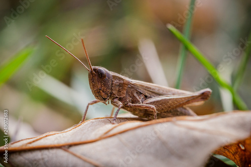 Lesser Marsh Grasshopper, Chorthippus albomarginatus, Omocestus viridulus, Grasshopper, mimicry © Yakow