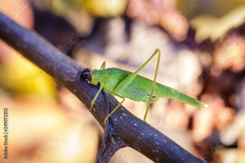 Chorthippus albomarginatus, Omocestus viridulus, Green Grasshopper, mimicry, Locusta migratoria photo