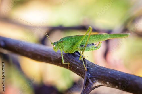 Chorthippus albomarginatus  Omocestus viridulus  Green Grasshopper  mimicry  Locusta migratoria