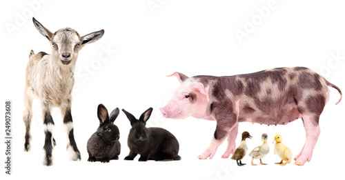 Group of adorable farm animals isolated on white background