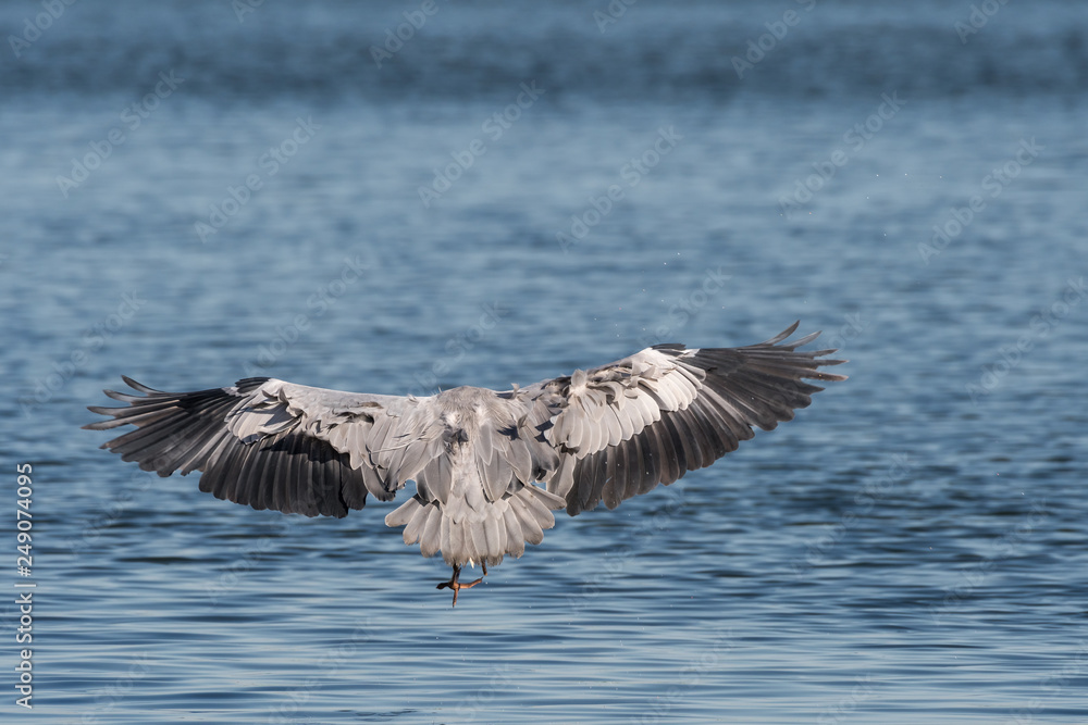 Grey Heron spotted in Hyeongsan River, South Korea Grey Heron spotted in Hyeongsan River, South Korea