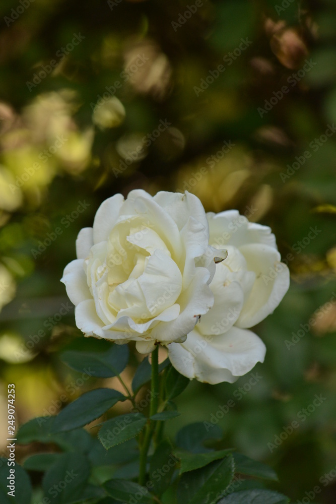White rose flower on a Bush in the garden. White rose flower on a Bush in the garden.