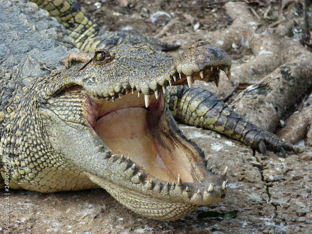 Fototapeta premium Crocodile with open mouth