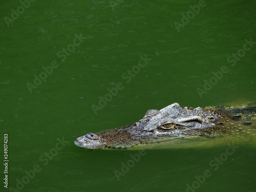 Crocodile with head above water hunting for food