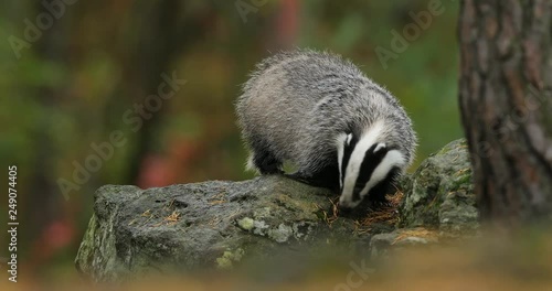 Badger in green forest, animal in nature habitat, Germany, central Europe. Wildlife scene from nature. Animal in wood. Cute black white grey mammal feeding blueberry, badger behaviour. Badger meadow. photo