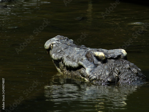 crocodile on water
