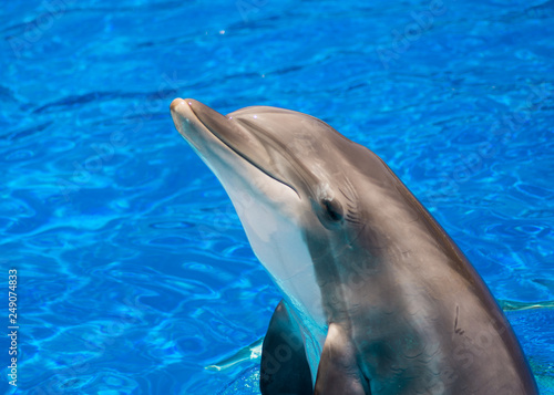 Fototapeta delfin