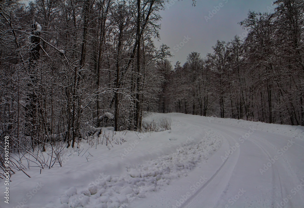 Snowy winter in the forest Snowy winter in the forest