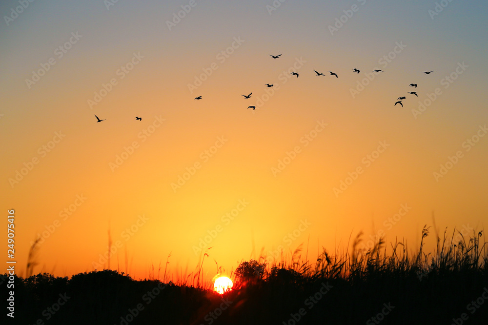 Sunset. Flying flock birds background sunset sky. Silhouette bushes