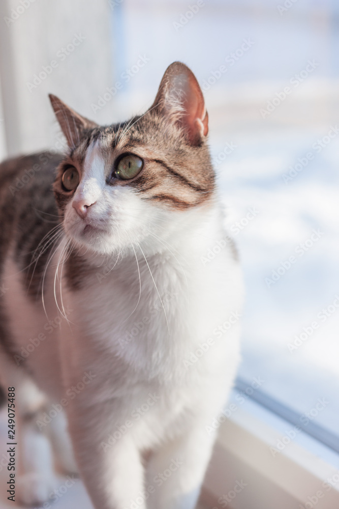 Home cat portrait. White and gray color cat near the window