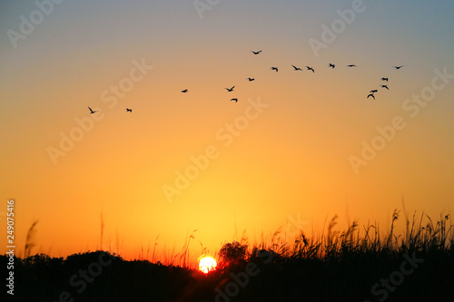 Sunset. Flying flock birds background sunset sky. Silhouette bushes