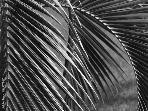 black and white palm leaf with light