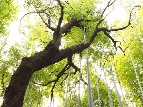 竹林の小径