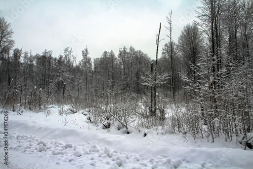  Snowy winter in the forest