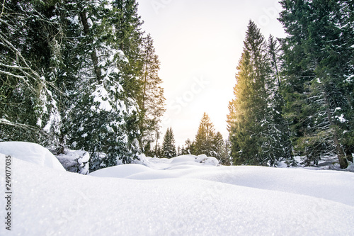 Sentieri per escursione con le ciaspole in mezzo al bosco nell'altopiano di Asiago photo