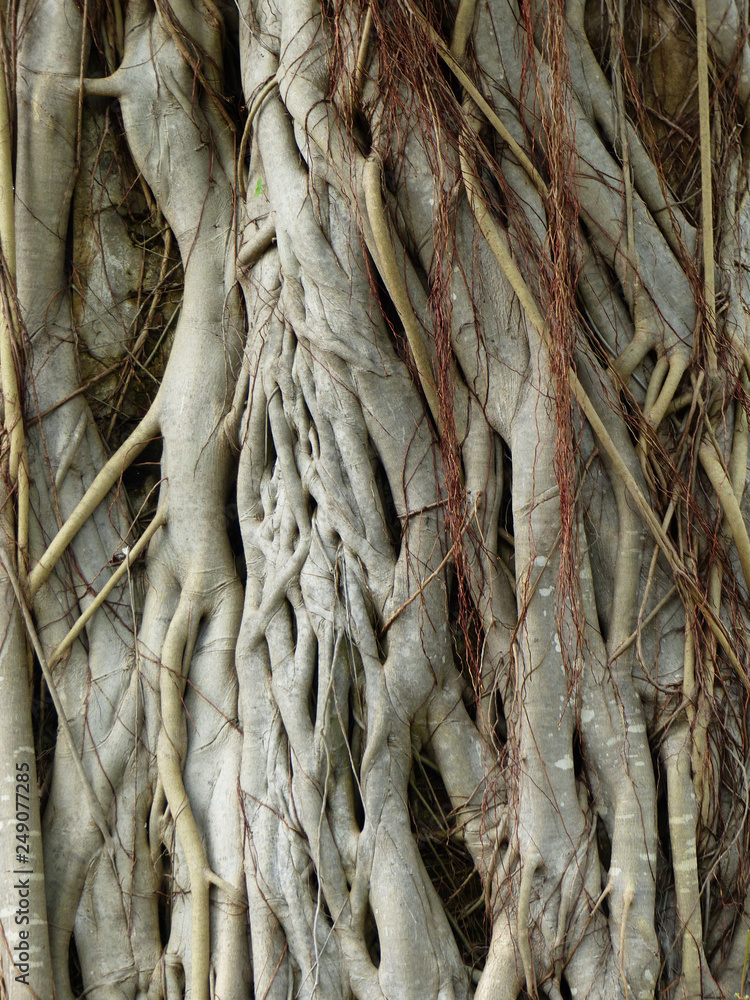 root tree root tree