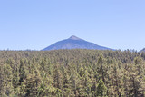 View of Teide from a hillside full of Canarian pines, Tenerife island