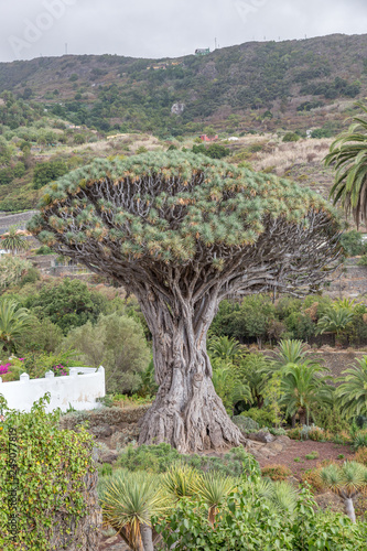 Ancient Dragon Tree (El Drago) in Icod de los vinos, Tenerife, Canary Islands