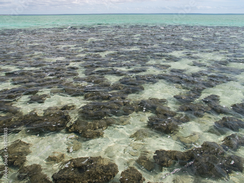 オーストラリアのシャーク湾のストロマトライト
