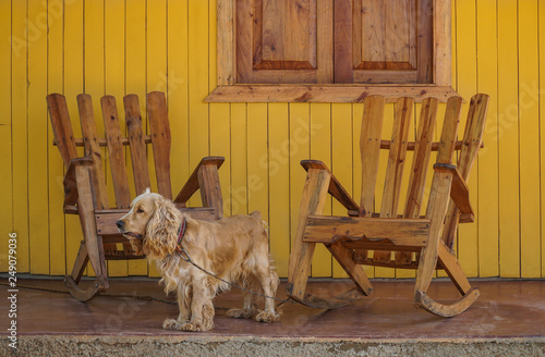 a dog and wooden rocking chairs on veranda