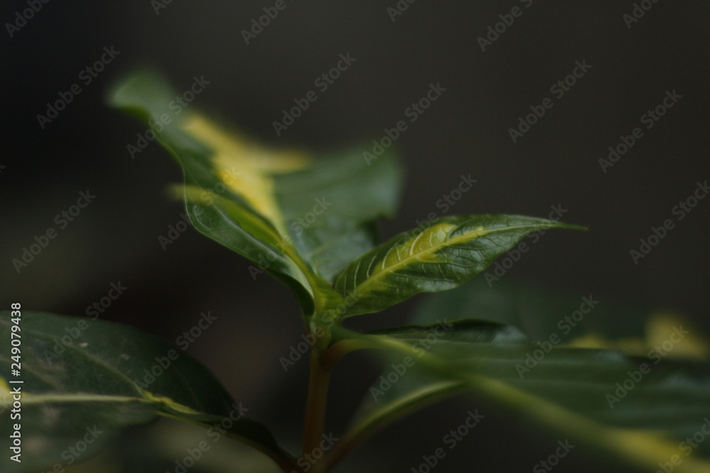 green leaf with water drops green leaf with water drops