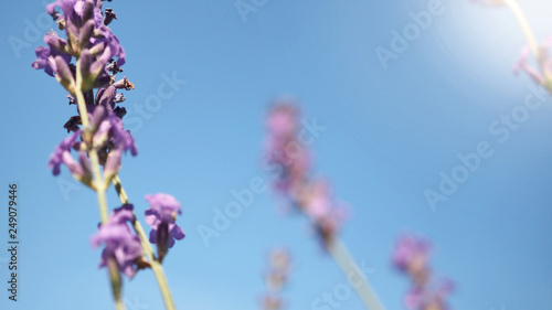 Lavender flower close up and blooming field in summer with blue sky. It give relax herb smell.