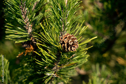 Pinus uncinata ssp rotundata, Pinus mugo ssp. rotundata, Pinus mugo ssp. rotundata - Moorkiefer, Moor-Spirke, Latsche, Föhre, Legföhre