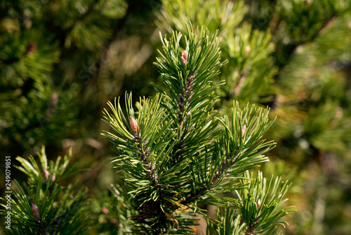 Pinus uncinata ssp rotundata, Pinus mugo ssp. rotundata, Pinus mugo ssp. rotundata - Moorkiefer, Moor-Spirke, Latsche, Föhre, Legföhre