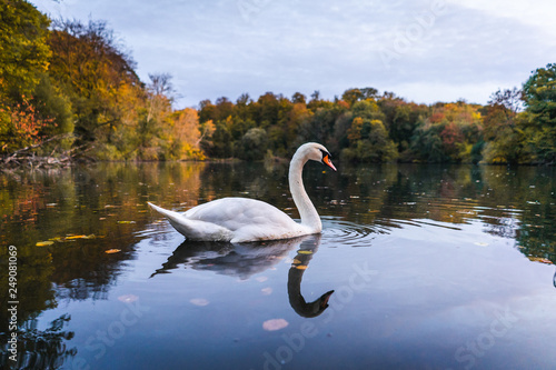 Cygne en automne