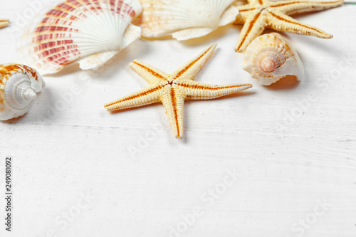 seashells on wooden background.