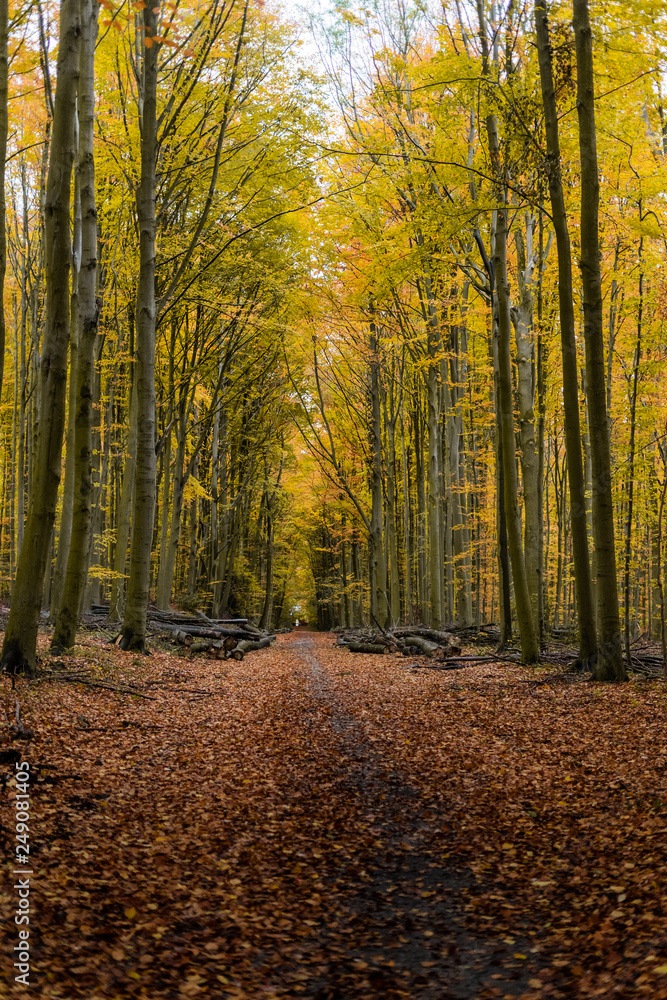 Obraz premium Couleur Automnale