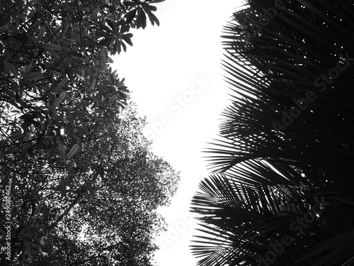 Foto black and white silhouette tree