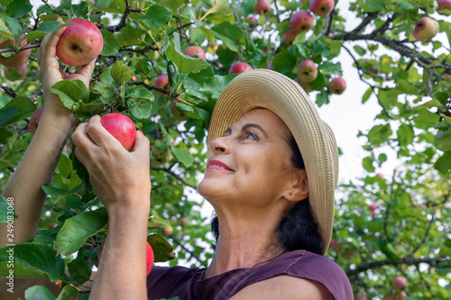 Woman in straw hat holds red ripe apples in hand. Concept of harvesting, gardening and agriculture