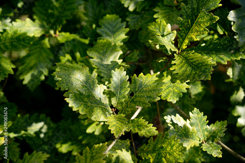 Quercus muehlenbergii - Gelb-Eiche