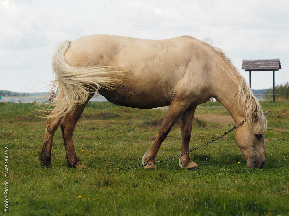 Tied horse on the shore of the lake Tied horse on the shore of the lake