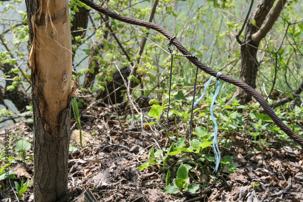 Laces on the wire in the woods, as a symbol of human intervention in the formation of the environment