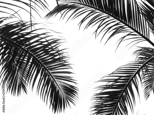 beautiful palms leaf on white background photo