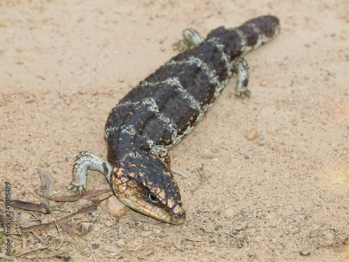 マツカサトカゲTiliqua rugosa