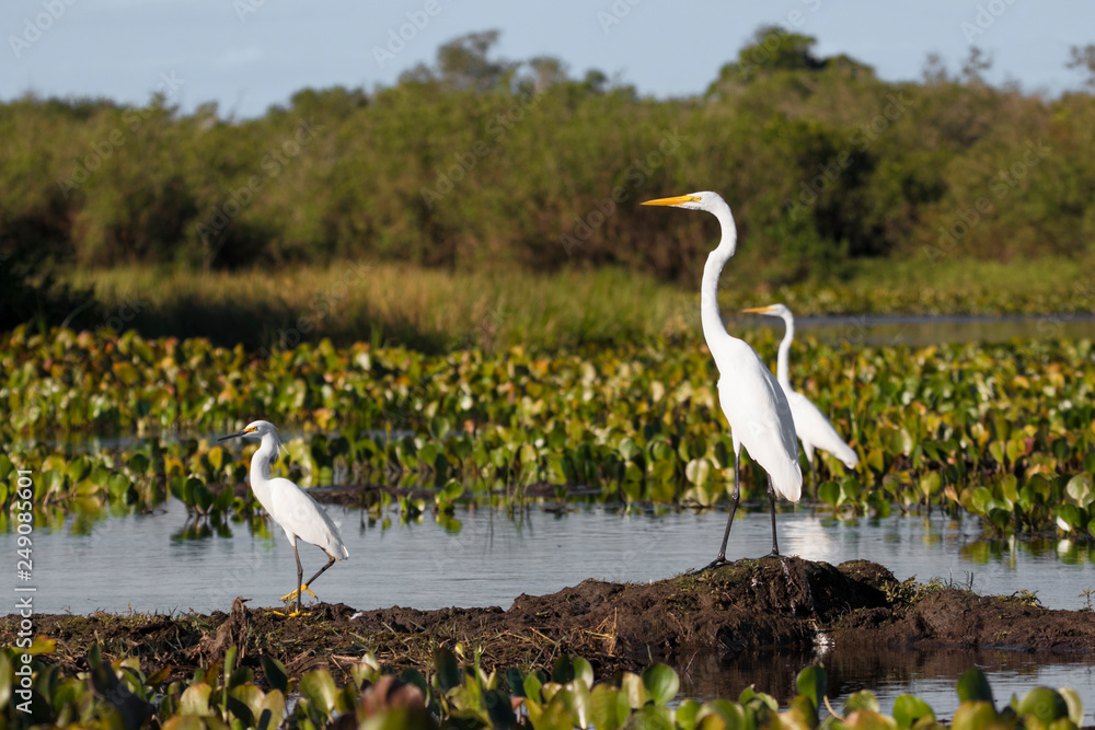 Fototapeta premium Great egrets and Snowy egret standing in river