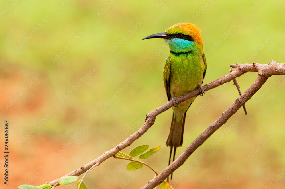 custom made wallpaper toronto digitalLittle green bee eater (merops orientalis), Yala National Park, Sri Lanka, Asia.