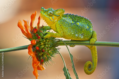 Trioceros hoehnelli, commonly known as von Hohnel's chameleon, and the helmeted or high casqued chameleon, is a species of chameleon found in eastern Africa, in Kenya and Uganda. photo