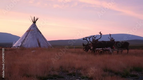Reindeer  at the reindeer herders camp on the background of the sunrise. Yamal, Russia