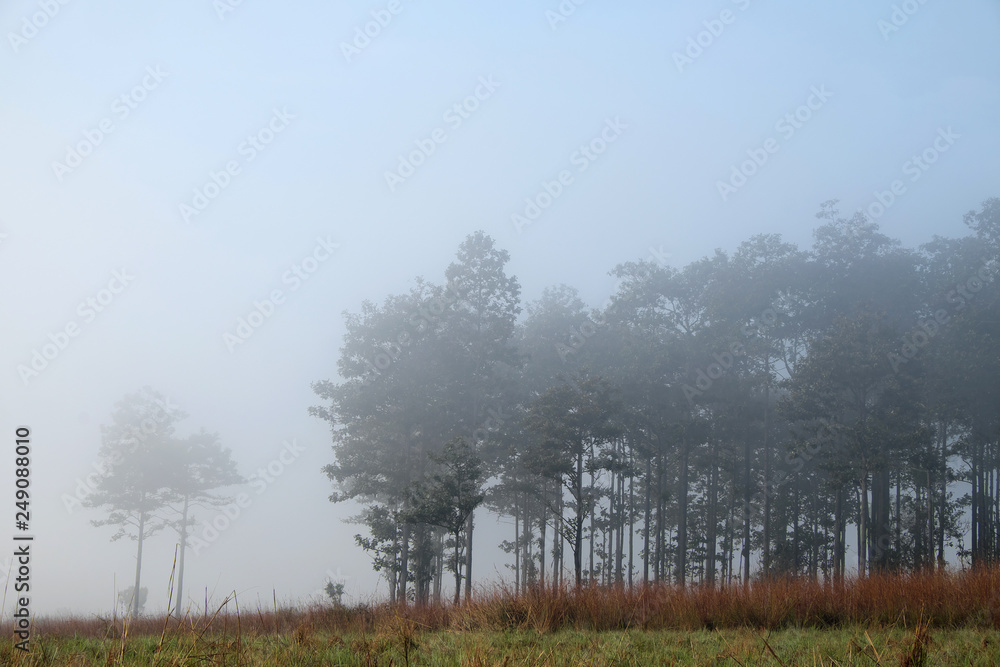 Trees in the morning mist , landscape background Trees in the morning mist , landscape background