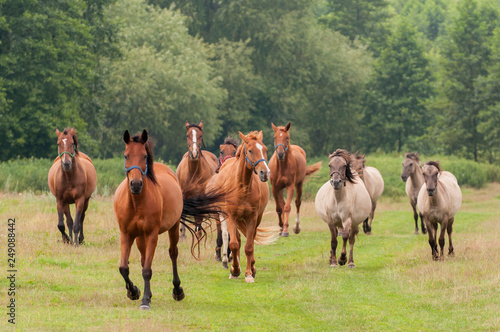 Horses in the breeding yard in Pentowo, Podlasie Poland.