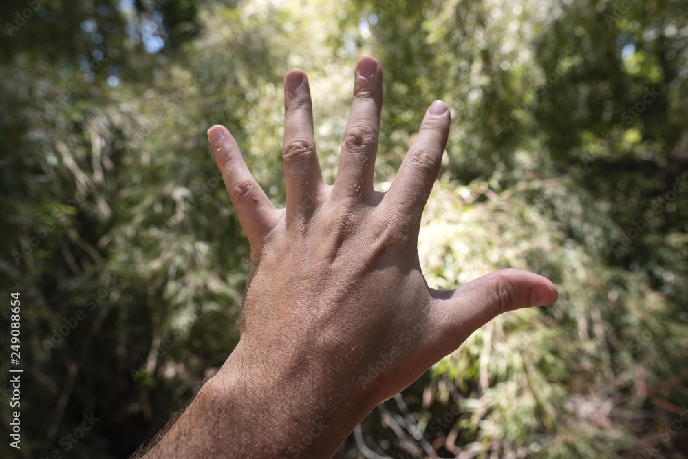 hand on the tree future bokeh perspective young past present touch gesture fingers palm arm sign help symbol concept up hand on the tree future bokeh perspective young past present touch gesture fingers palm arm sign help symbol concept up
