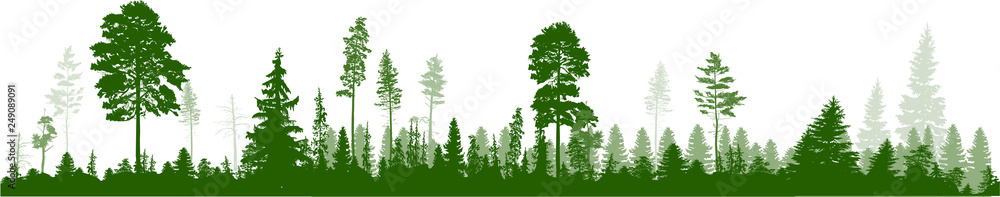 high pines green forest panorama on white