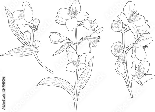 three jasmin spring black branch outlines