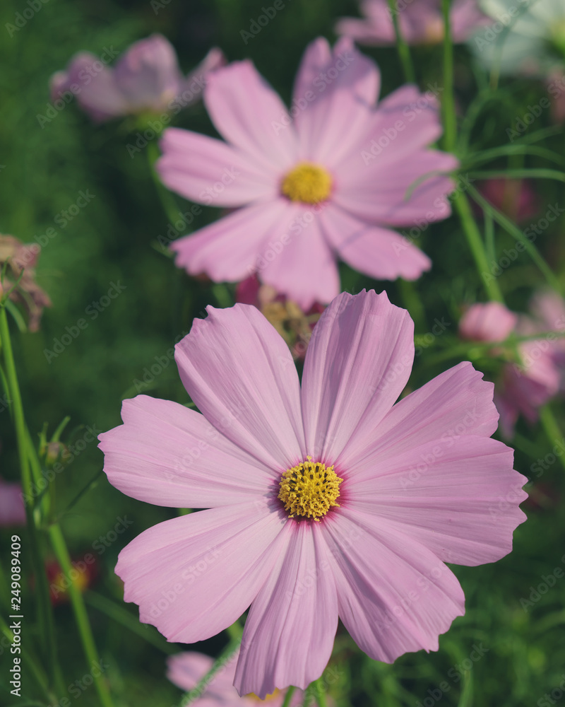 pink cosmos flowers closeup pink cosmos flowers closeup